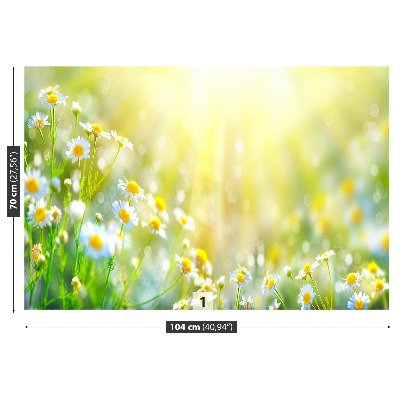 Fototapete Kamillenblüten