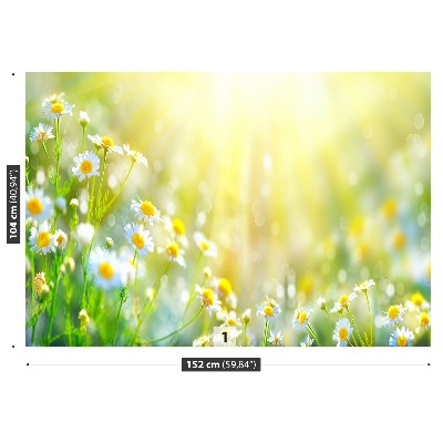 Fototapete Kamillenblüten