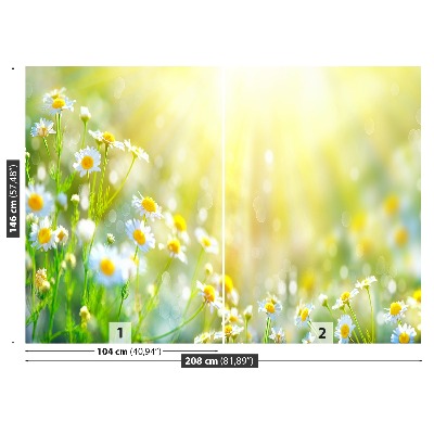 Fototapete Kamillenblüten