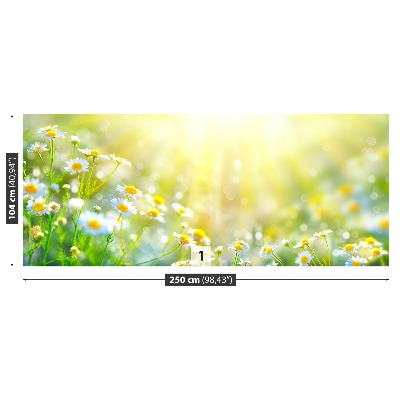 Fototapete Kamillenblüten