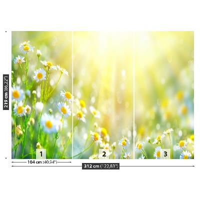 Fototapete Kamillenblüten