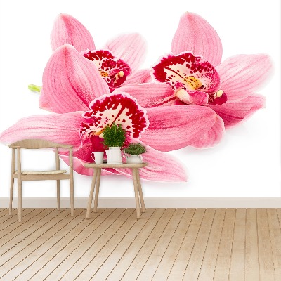Bildtapete Rosa orchidee
