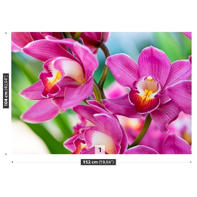 Motivtapete Rosa orchideen