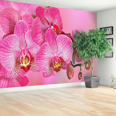 Motivtapete Rosa orchidee