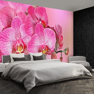 Motivtapete Rosa orchidee