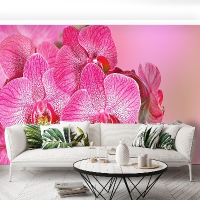 Motivtapete Rosa orchidee