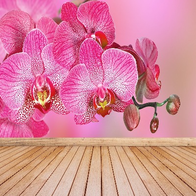 Motivtapete Rosa orchidee