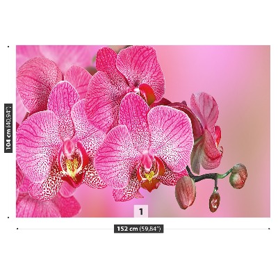 Motivtapete Rosa orchidee