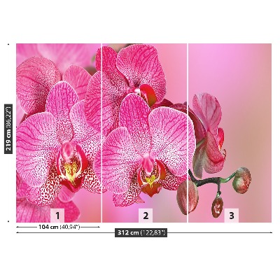 Motivtapete Rosa orchidee