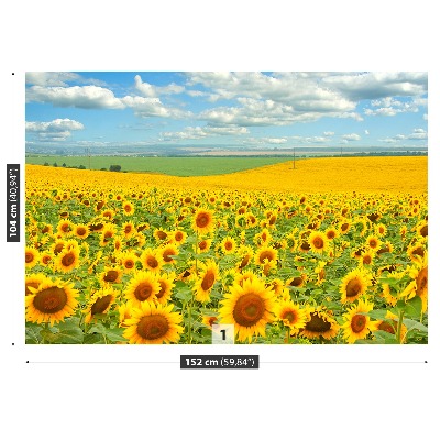 Wandtapete Feld von sonnenblumen