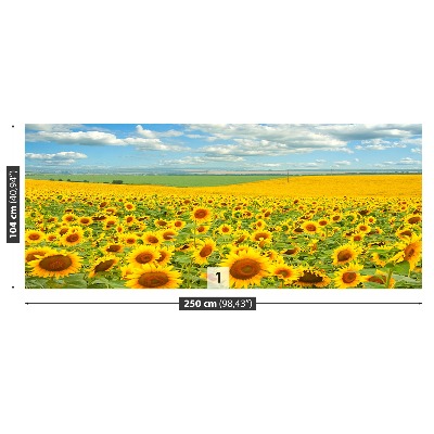 Wandtapete Feld von sonnenblumen