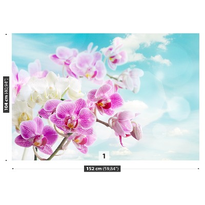 Motivtapete Blaue orchideen