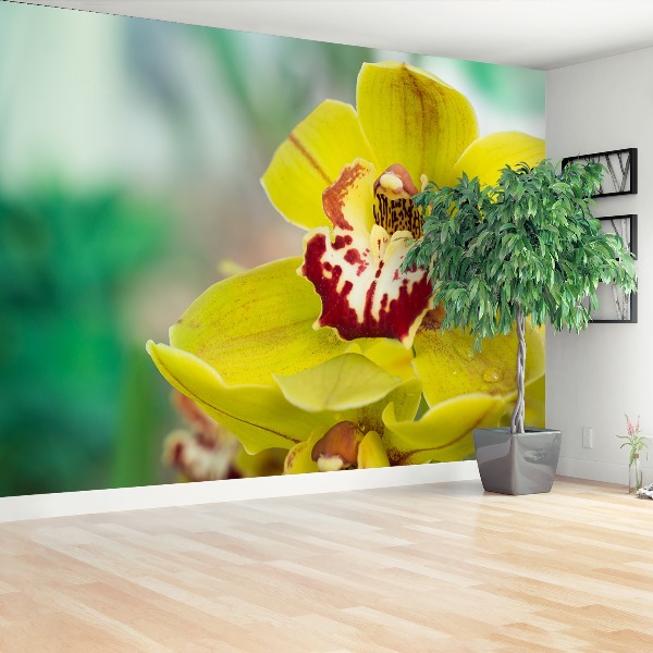 Motivtapete Gelbe orchidee