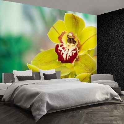 Motivtapete Gelbe orchidee