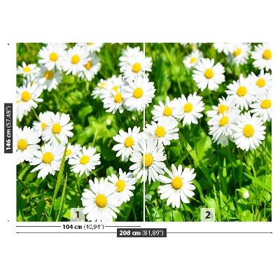 Motivtapete Gänseblümchen wiese