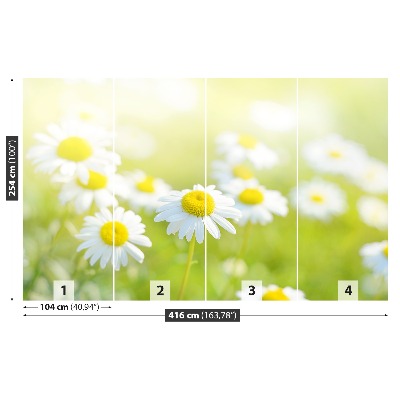 Motivtapete Gänseblümchen wiese