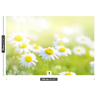 Motivtapete Gänseblümchen wiese