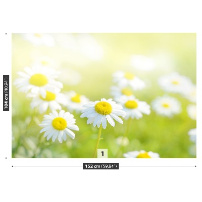 Motivtapete Gänseblümchen wiese