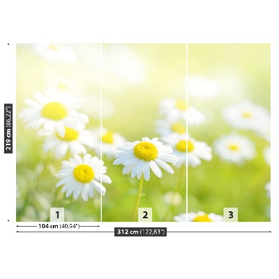 Motivtapete Gänseblümchen wiese