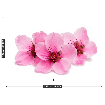 Motivtapete Kirschblüten