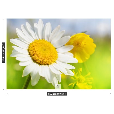 Motivtapete Kamillenblüten