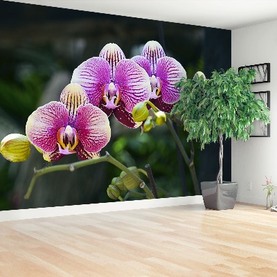 Motivtapete Lila orchidee