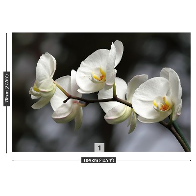 Motivtapete Weisse orchidee