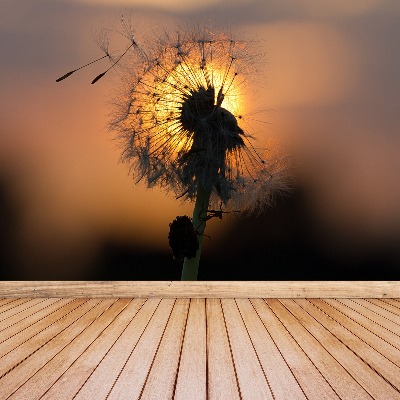 Motivtapete Dandelion sonne