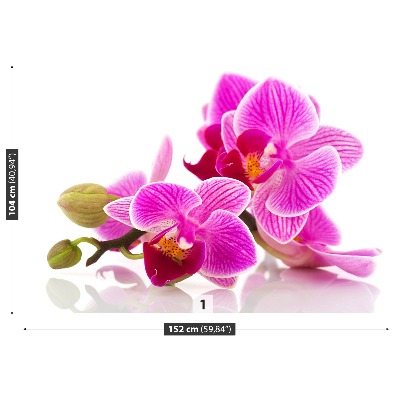 Motivtapete Orchideenblüten