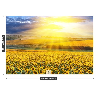 Bildtapete Feld von sonnenblumen