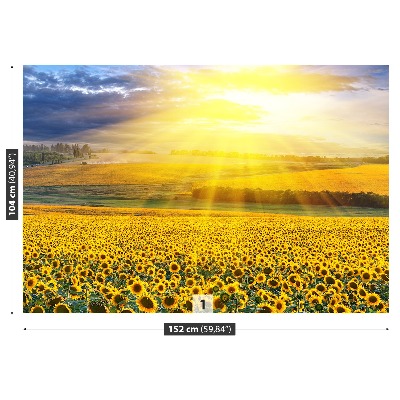 Bildtapete Feld von sonnenblumen