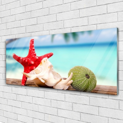 Acrylglasbilder Südsee Seestern Muscheln Kunst