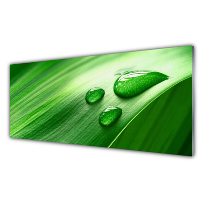 Acrylglasbilder Blatt Wasser Tropfen Pflanzen