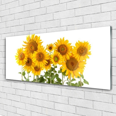 Acrylglasbilder Sonnenblumen Pflanzen