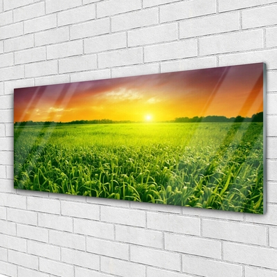 Acrylglasbilder Getreidefeld Sonnenaufgang Pflanzen