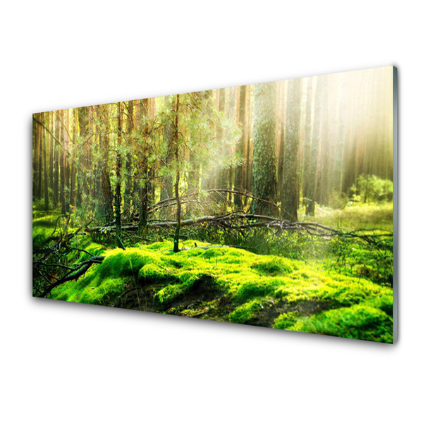 Acrylglasbilder Moos Wald Natur