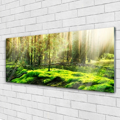 Acrylglasbilder Moos Wald Natur