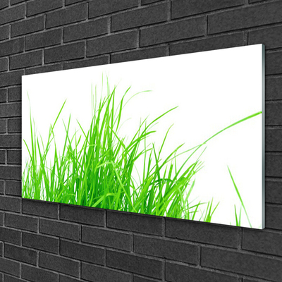 Acrylglasbilder Gras Pflanzen