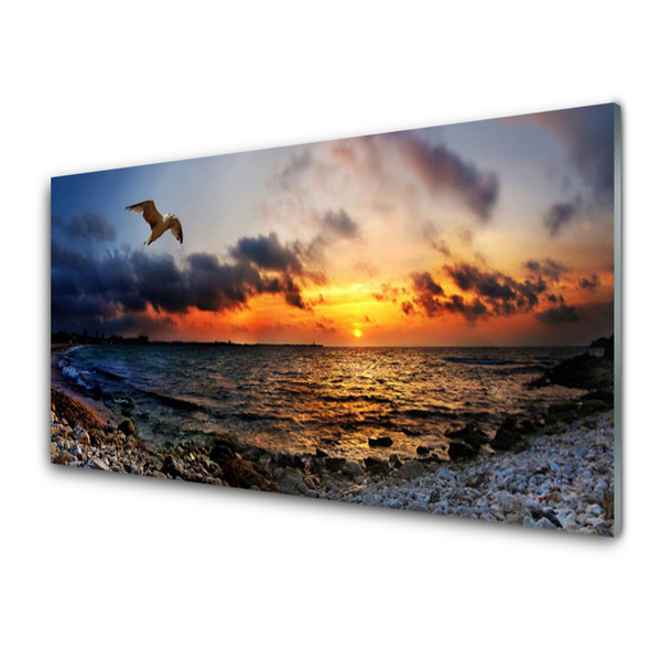 Acrylglasbilder Möwe Meer Strand Landschaft