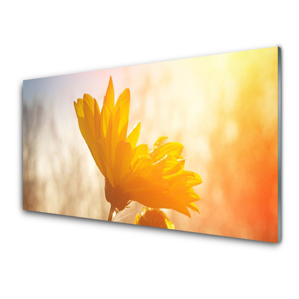 Acrylglasbilder Sonnenblume Pflanzen