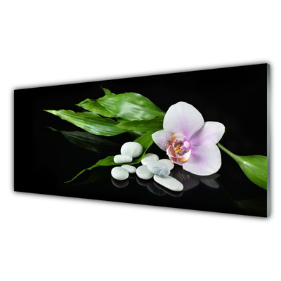 Acrylglasbilder Blume Steine Blätter Pflanzen