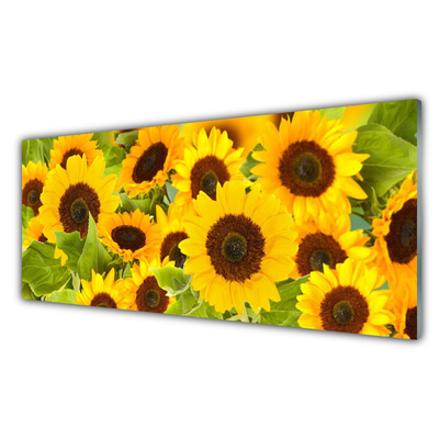 Acrylglasbilder Sonnenblumen Pflanzen