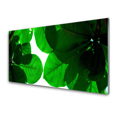 Acrylglasbilder Blätter Pflanzen