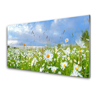 Acrylglasbilder Wiese Gänseblümchen Natur