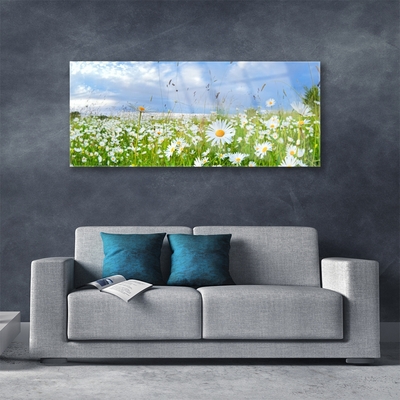 Acrylglasbilder Wiese Gänseblümchen Natur