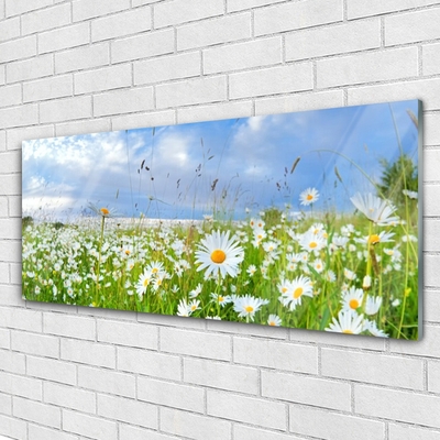 Acrylglasbilder Wiese Gänseblümchen Natur