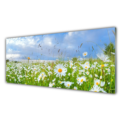 Acrylglasbilder Wiese Gänseblümchen Natur