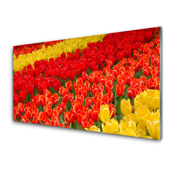 Acrylglasbilder Tulpen Pflanzen