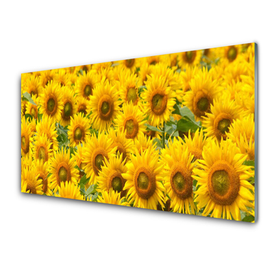 Acrylglasbilder Sonnenblumen Pflanzen