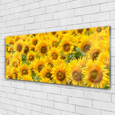 Acrylglasbilder Sonnenblumen Pflanzen